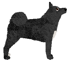 Norwegian Buhund - Supernova V2