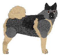 Norwegian Elkhound - Supernova