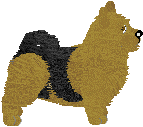 Norwich Terrier - Abnormality V2