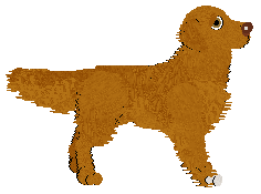 Nova Scotia Duck Tolling Retriever - Cierra