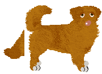 Nova Scotia Duck Tolling Retriever - Bekki V2