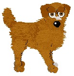 Nova Scotia Duck Tolling Retriever - Sunshine