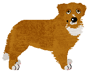 Nova Scotia Duck Tolling Retriever - Bekki V3