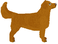 Nova Scotia Duck Tolling Retriever - Java V2