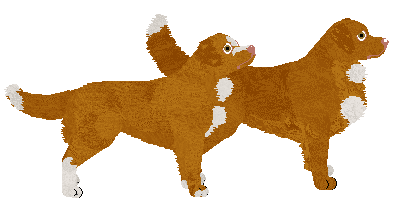 Nova Scotia Duck Tolling Retriever - Dragonstone