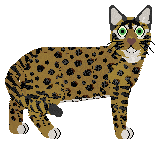 Ocicat - Semicolon