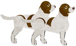 Old Danish Pointer - Supernova