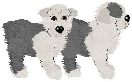 Old English Sheepdog - Cargo