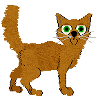 Oriental Longhair - Pawzative Attitude V1