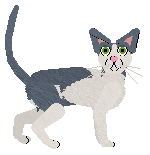 Oriental Shorthair - Paranoia