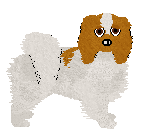 Papillon - Supernova (Phalene) V1