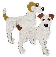 Parson Russell Terrier - Cierra V2