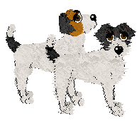 Parson Russell Terrier - AR/Cierra V1