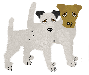 Parson Russell Terrier - Cierra V3