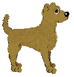 Patterdale Terrier - AR/Cierra