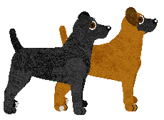 Patterdale Terrier - Bramblewood