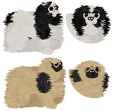 Pekingese - Cheetah Kennelz