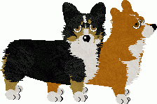 Pembroke Welsh Corgi - Cheetah Kennelz