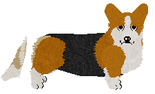 Pembroke Welsh Corgi - Abnormality (Jess)