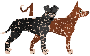 Peruvian Hairless Dog - Supernova