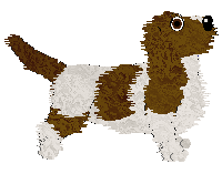 Petit Basset Griffon Vendeen - Faerie Barn Dance