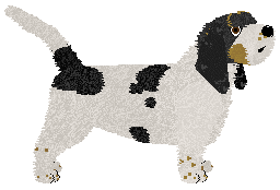 Petit Basset Griffon Vendeen - Supernova