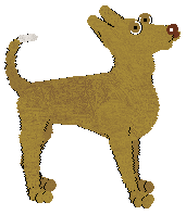 Pharaoh Hound - AR/Cierra