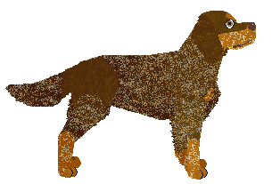 Picardy Spaniel - Supernova