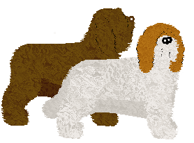 Polish Lowland Sheepdog - Java