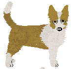 Portuguese Podengo - Abnormality