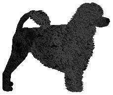 Portuguese Water Dog - Supernova