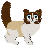 Ragdoll - Tea/Dahlia