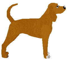 Redbone Coonhound - Java