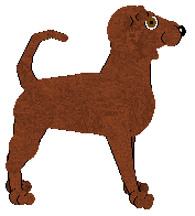 Redbone Coonhound - Unknown
