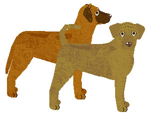 Rhodesian Ridgeback - Supernova