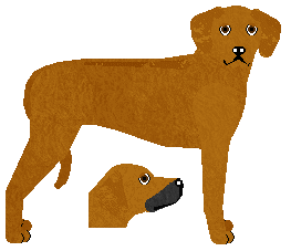 Rhodesian Ridgeback - Kamvis