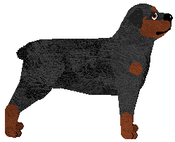 Rottweiler - Supernova V1