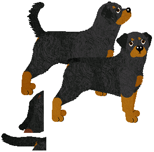 Rottweiler - Abnormality V3