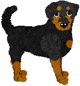 Rottweiler - Abnormality V1