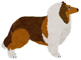 Rough Collie - Unknown/Abnormality