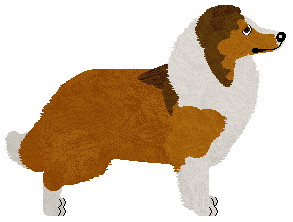 Rough Collie - Kismet