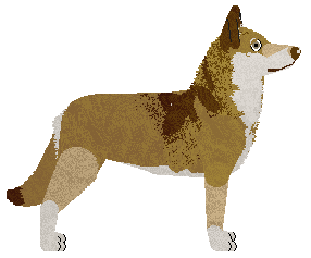 Saarloos Wolfhond - KismetWoof