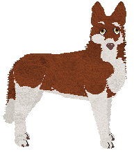 Saarloos Wolfhond - Corvus Corax V2