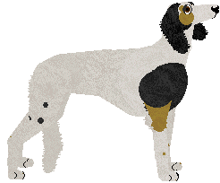 Saluki - Abnormality