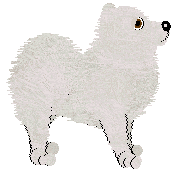 Samoyed - Abnormality