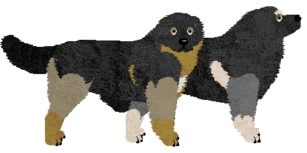 Sarplaninac - Supernova