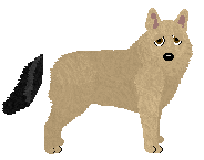 Schipperke - PDH's Resources