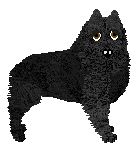 Schipperke - Cierra/Tikki