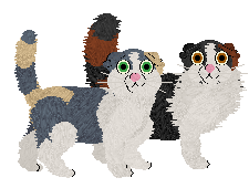 Scottish Fold - Quasar