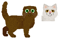 Scottish Fold - Aniseed